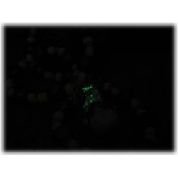 Halsband barn Hello Kitty katt "glow in the dark"